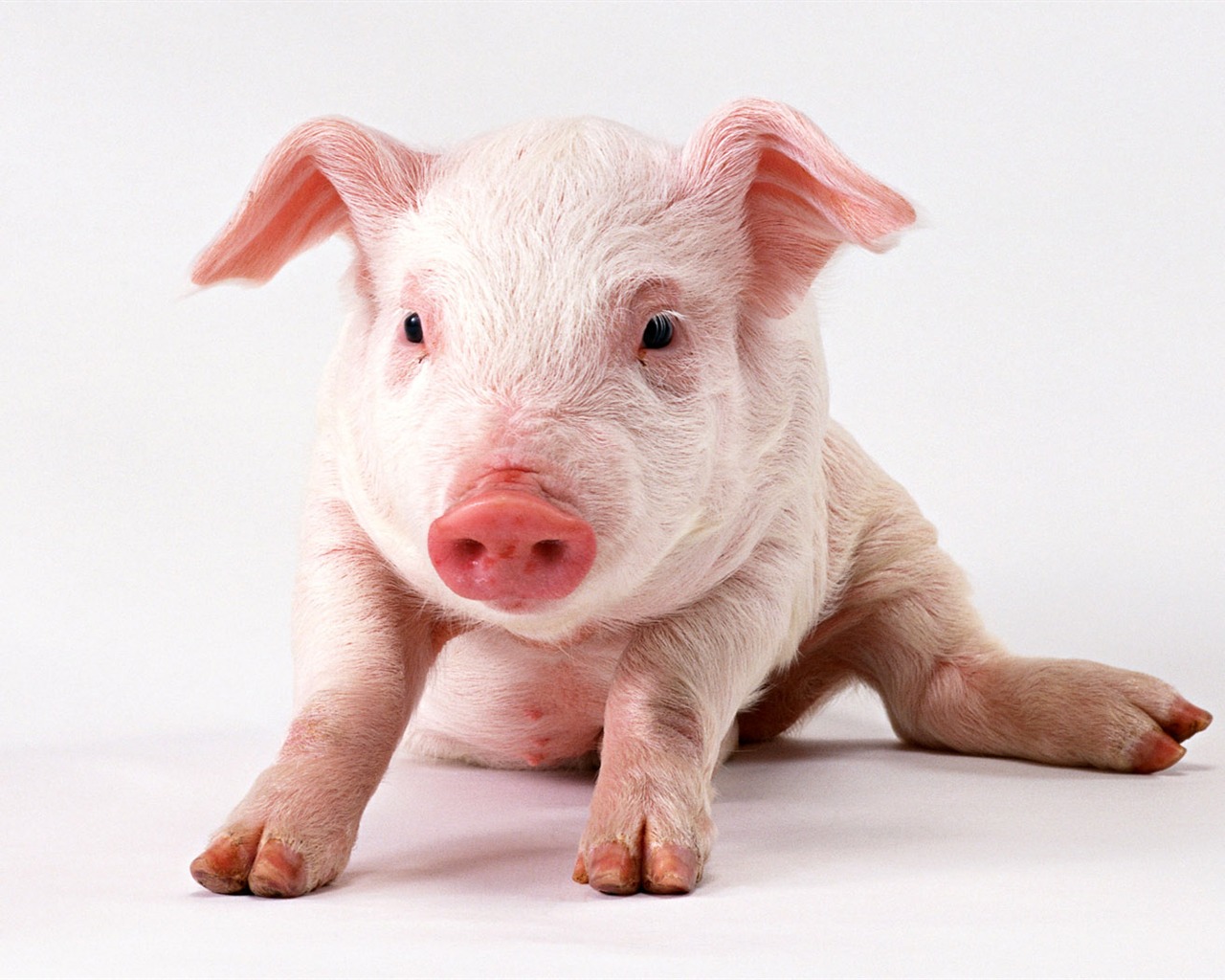 Cute little animals wallpaper (2) #16 - 1280x1024