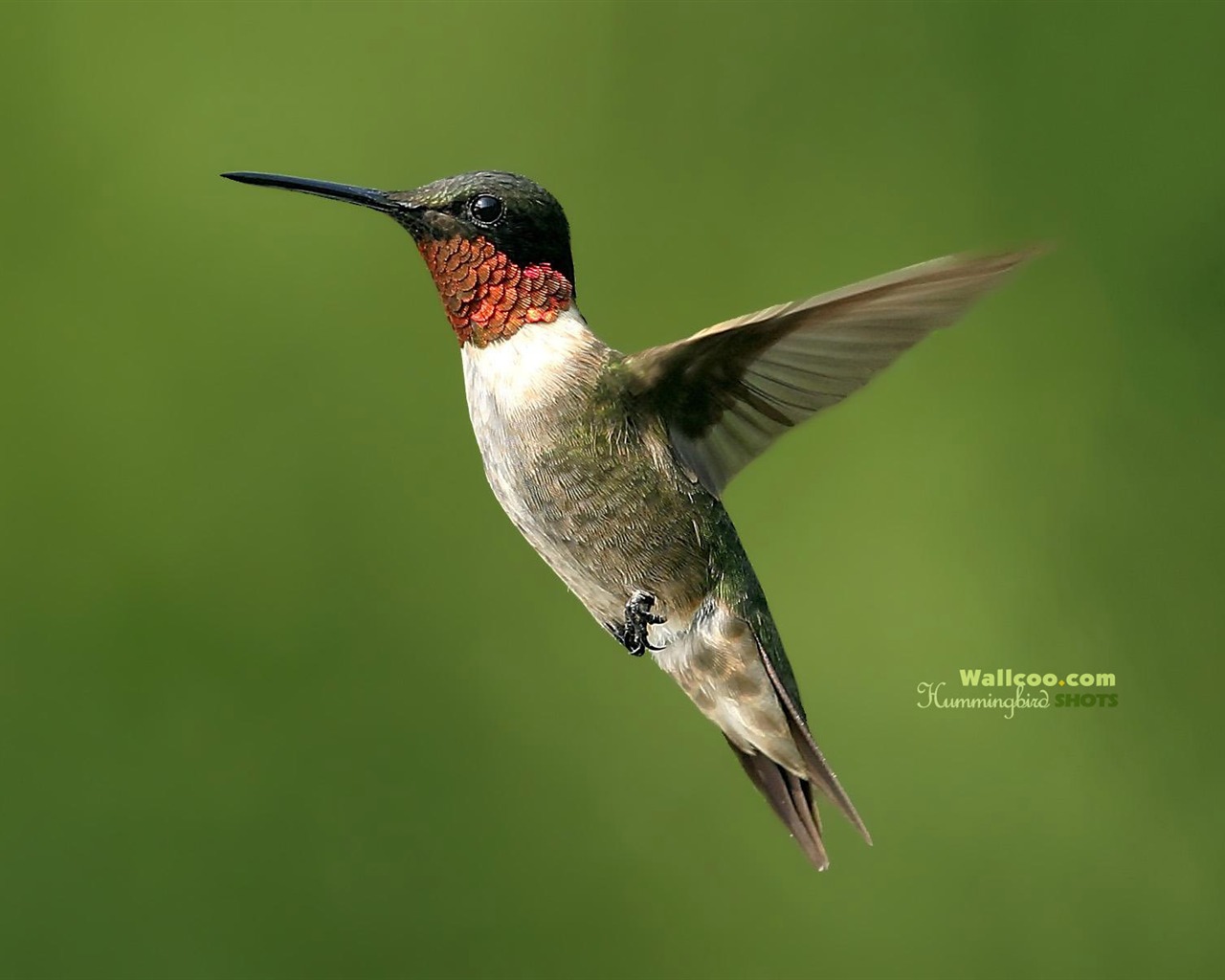 hummingbirds Foto Wallpaper #2 - 1280x1024