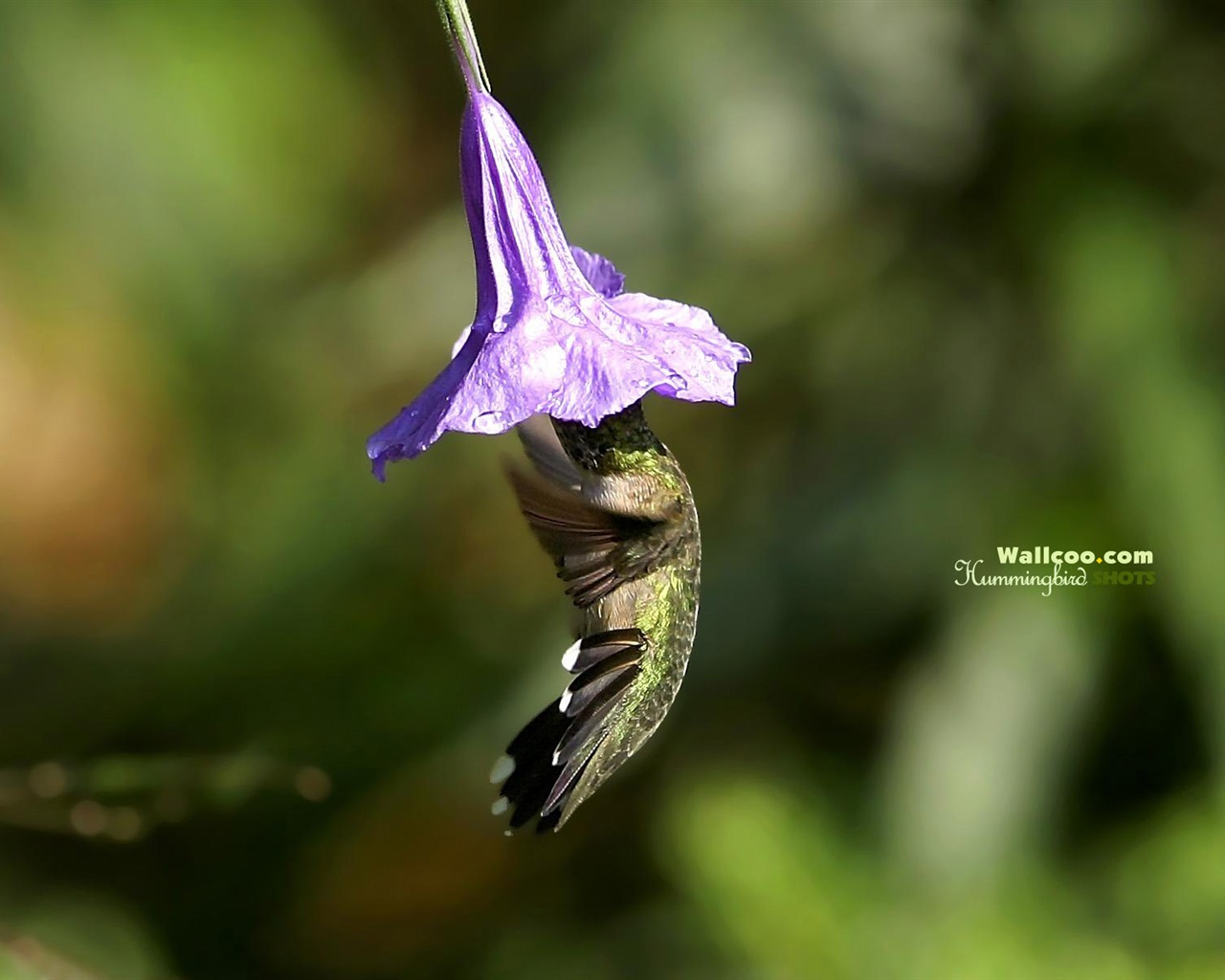 Hummingbirds Photo Wallpaper #3 - 1280x1024