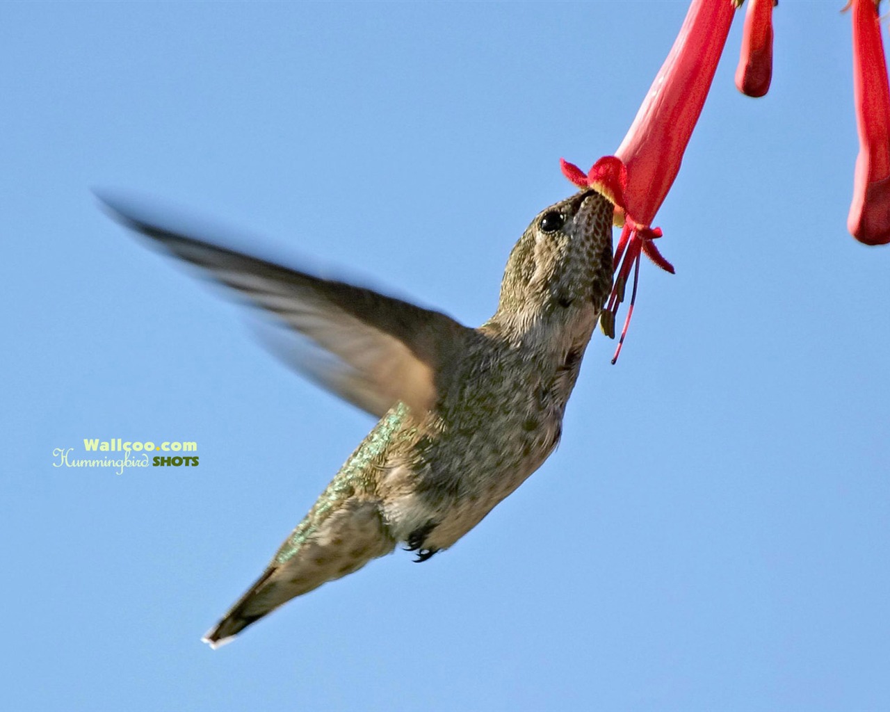 hummingbirds Foto Wallpaper #8 - 1280x1024