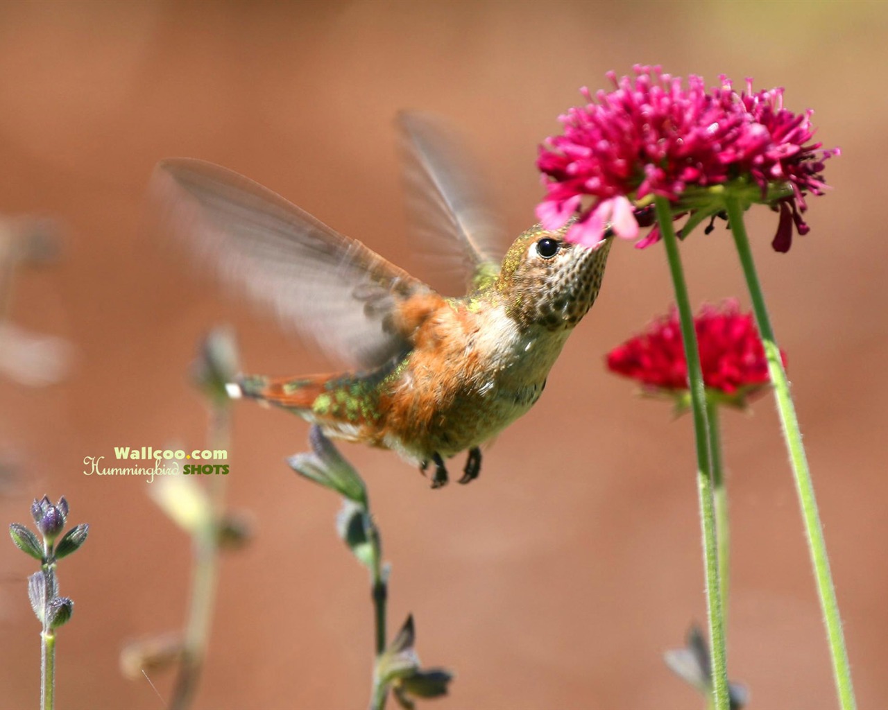 hummingbirds Foto Wallpaper #10 - 1280x1024