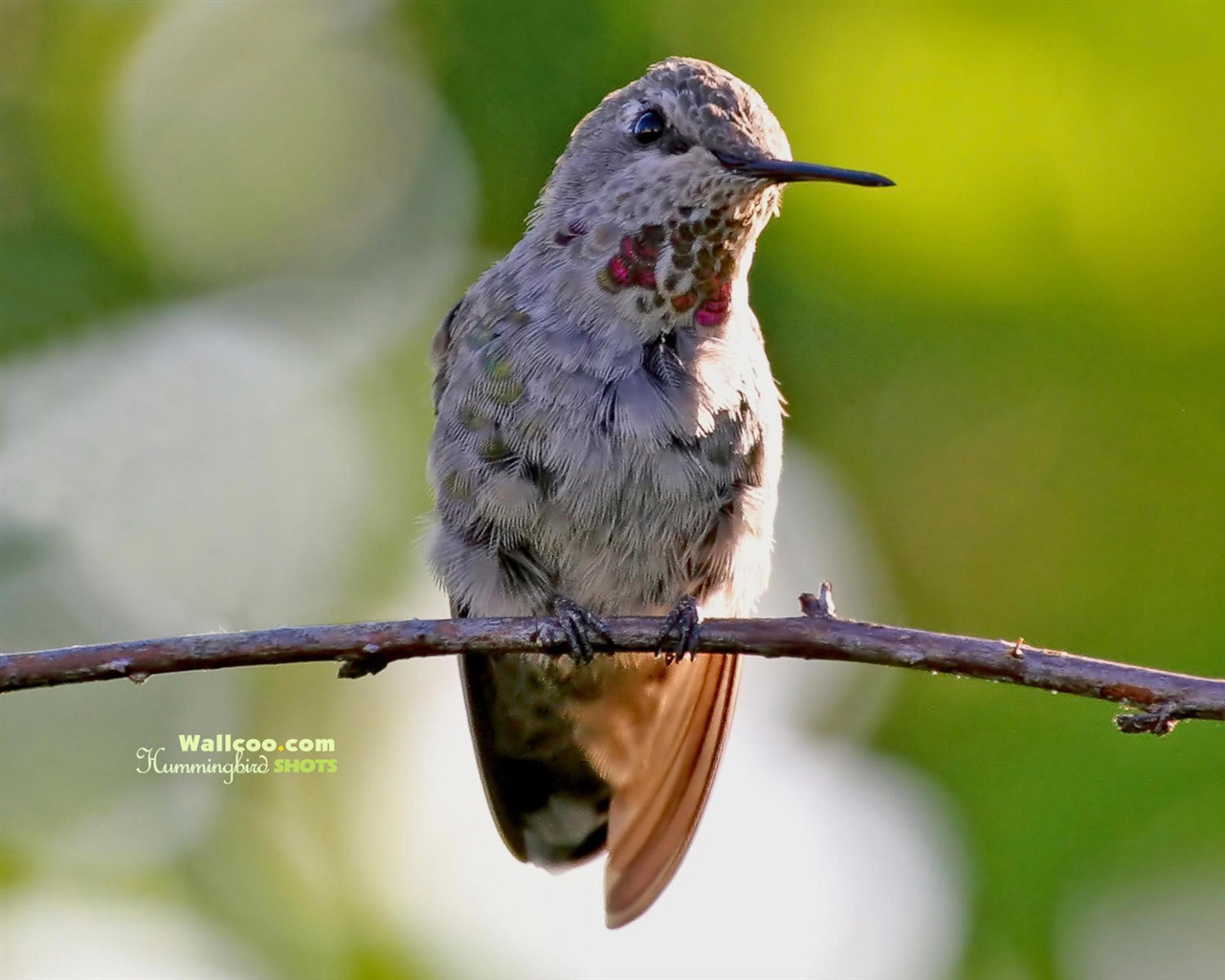 Hummingbirds Photo Wallpaper #11 - 1280x1024