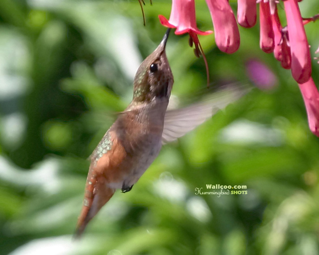 hummingbirds Foto Wallpaper #13 - 1280x1024