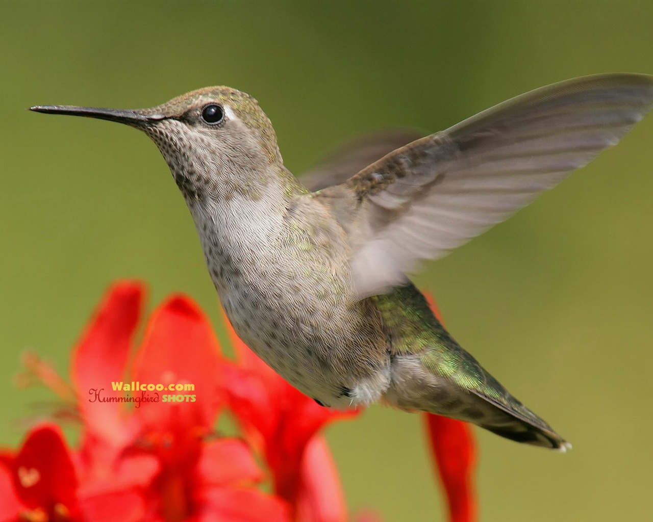 Hummingbirds Photo Wallpaper #14 - 1280x1024