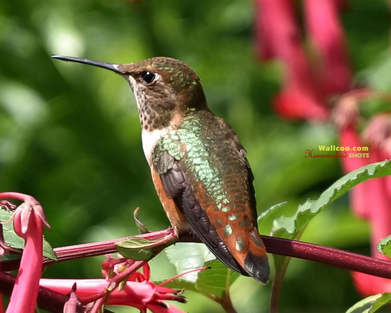 Hummingbirds Photo Wallpaper #22 - 1280x1024