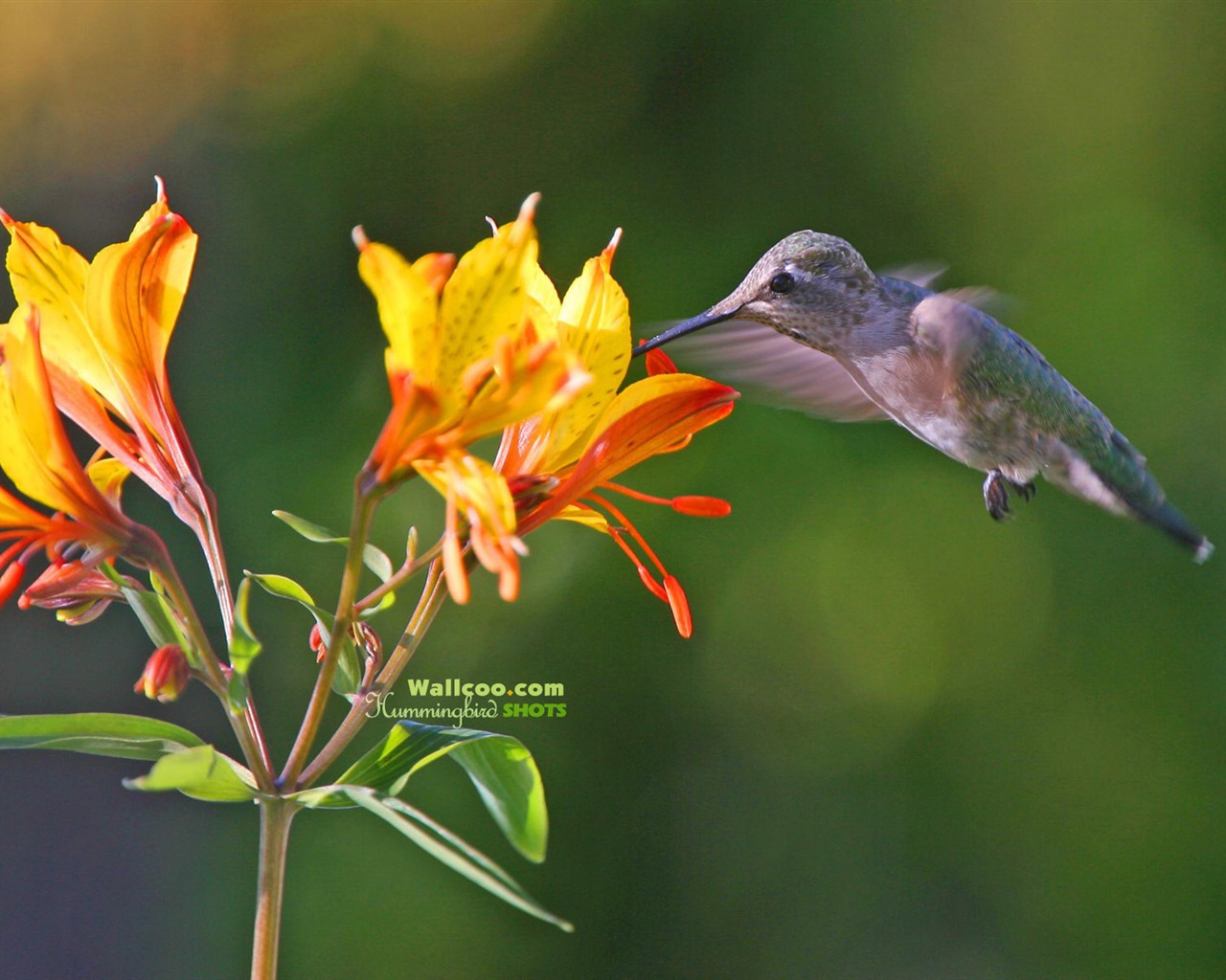 hummingbirds Foto Wallpaper #26 - 1280x1024