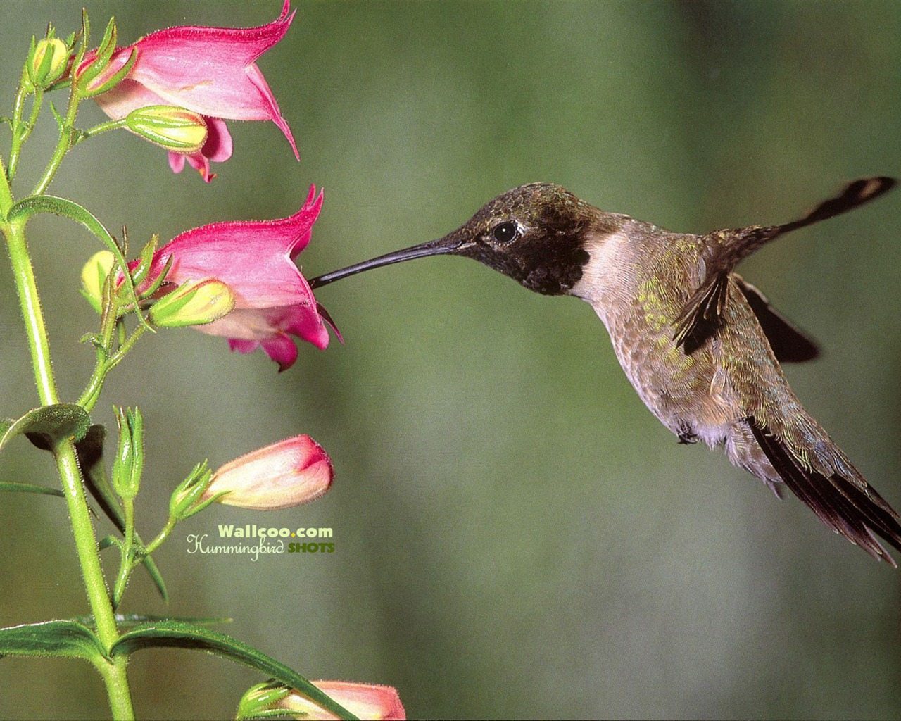 Hummingbirds Photo Wallpaper #29 - 1280x1024