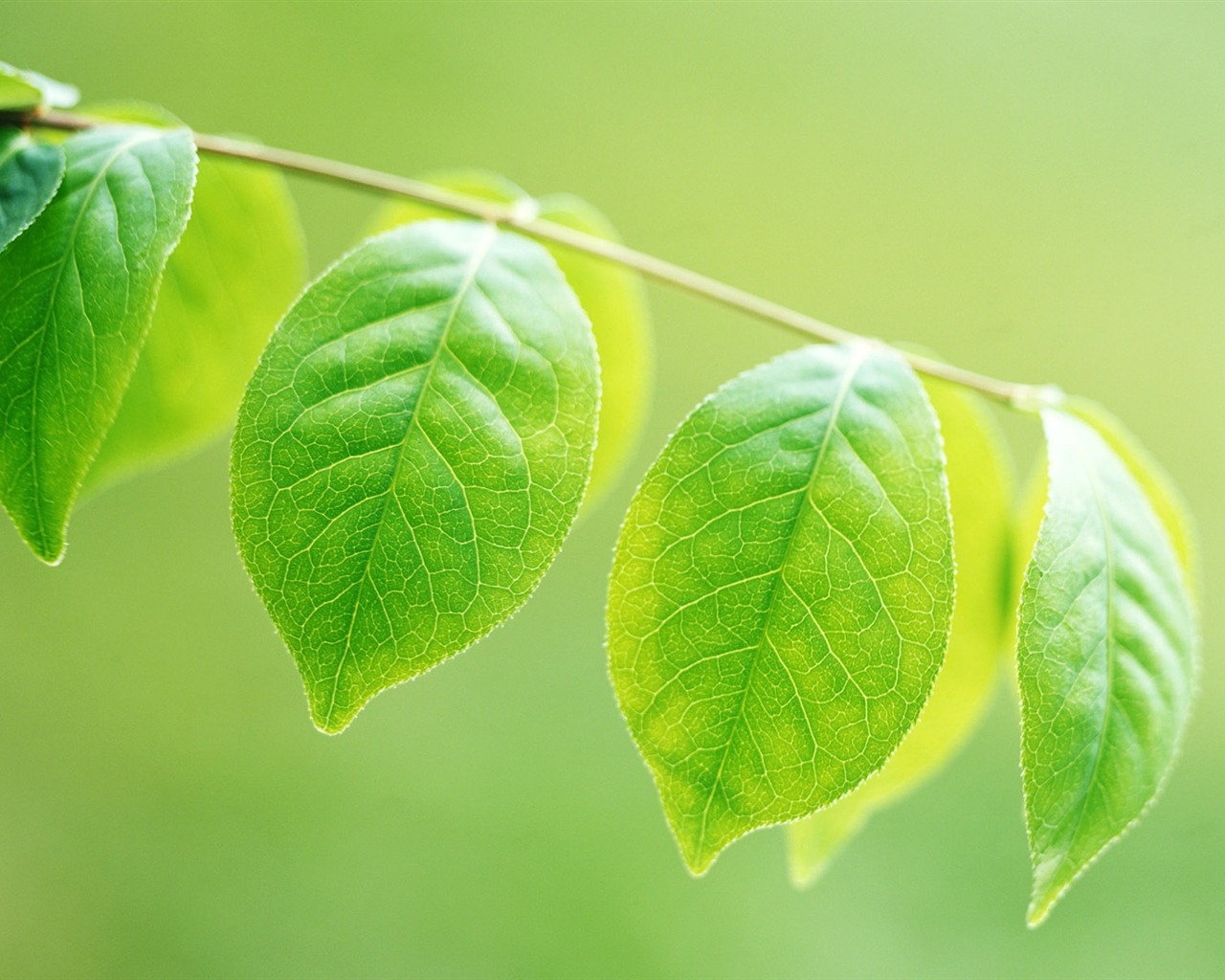 Cool green leaf wallpaper #2 - 1280x1024