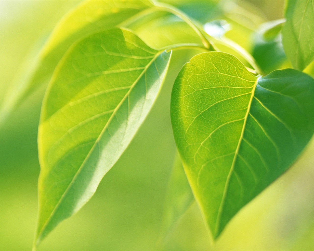 Cool green leaf wallpaper #7 - 1280x1024