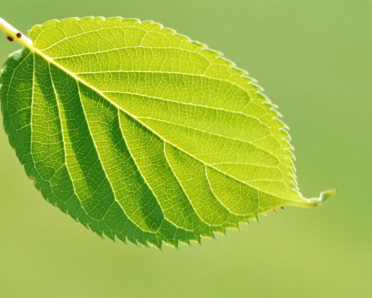 Cool green leaf wallpaper #13 - 1280x1024