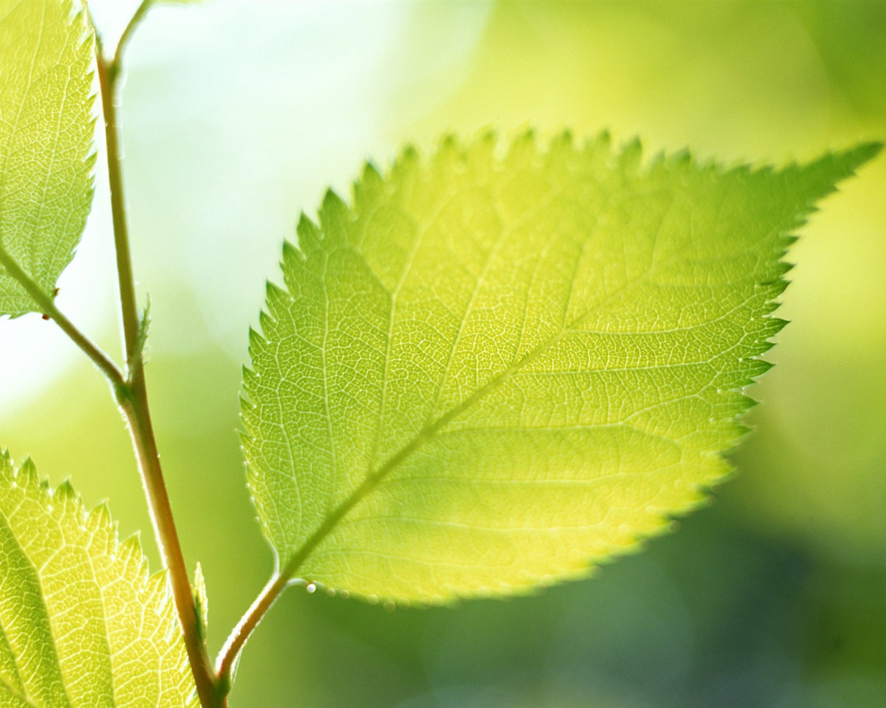 Cool green leaf wallpaper #14 - 1280x1024