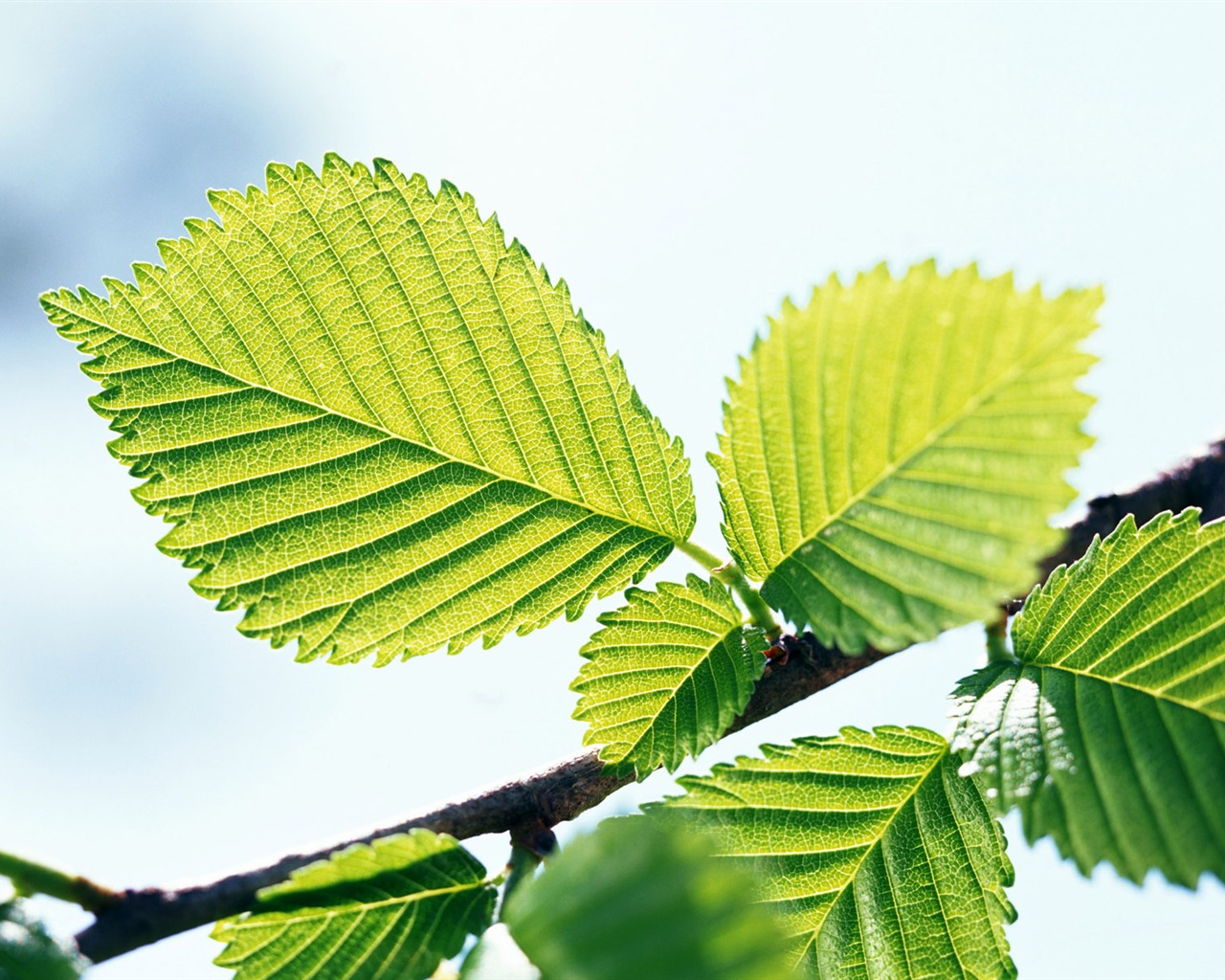 Cool green leaf wallpaper #18 - 1280x1024