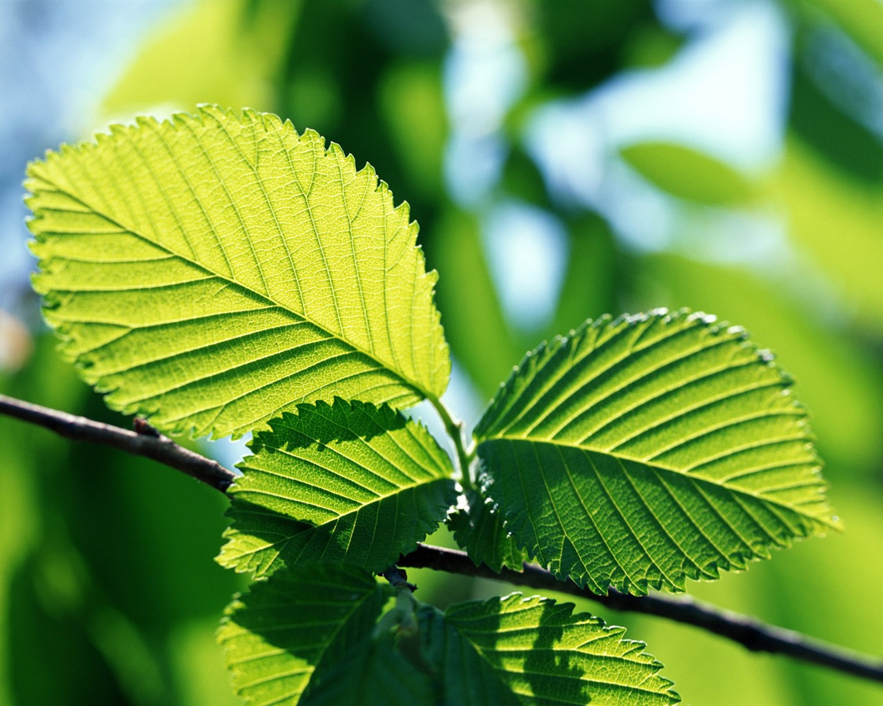 Cool green leaf wallpaper #22 - 1280x1024