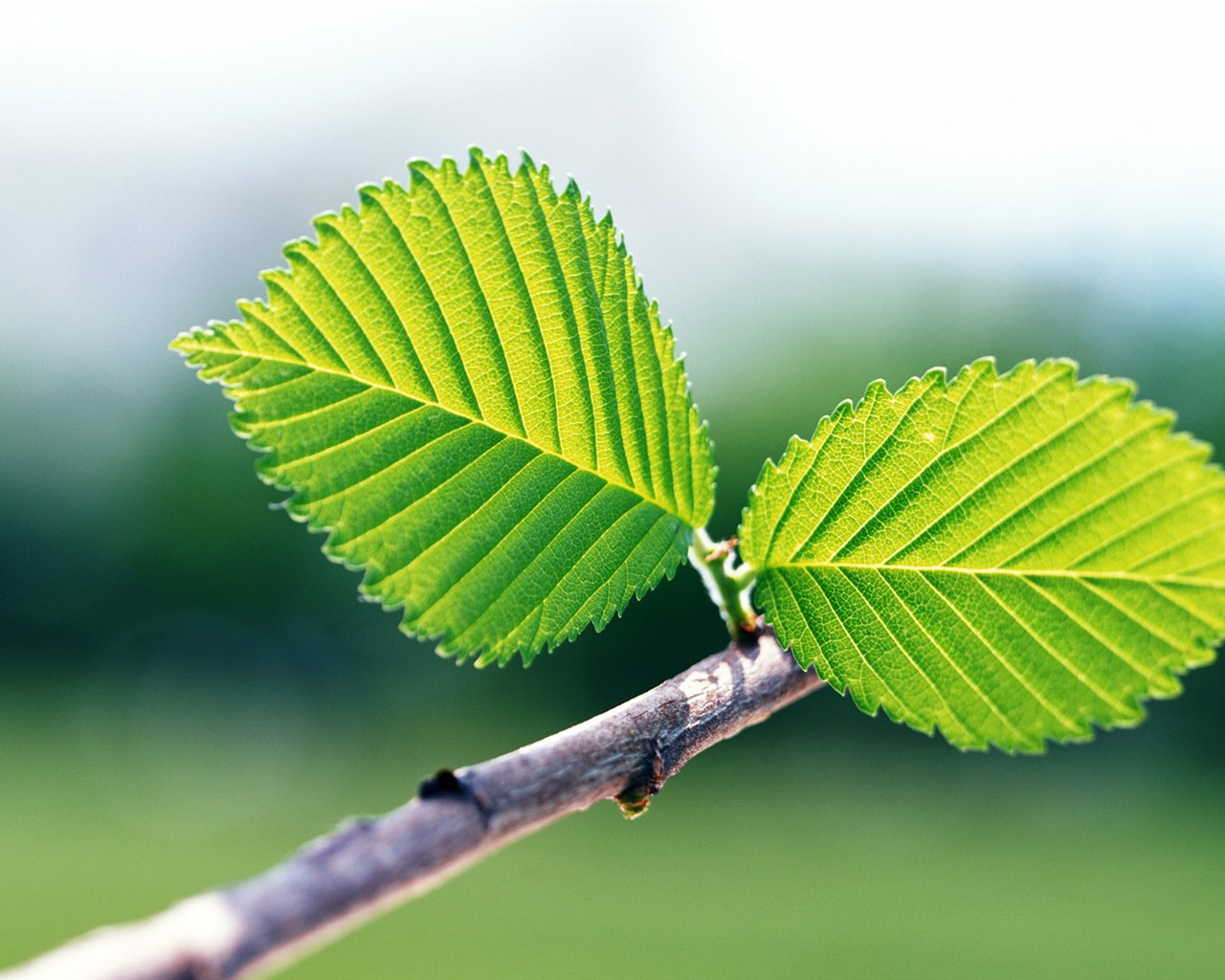 Cool green leaf wallpaper #31 - 1280x1024