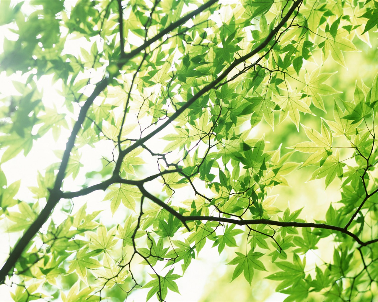 Cool green leaf wallpaper #33 - 1280x1024
