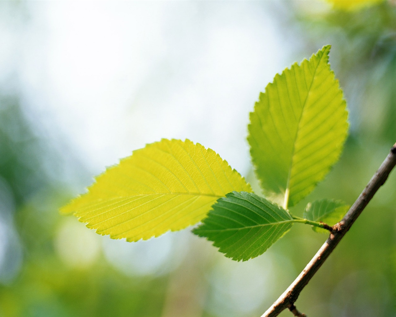 Cool green leaf wallpaper #35 - 1280x1024