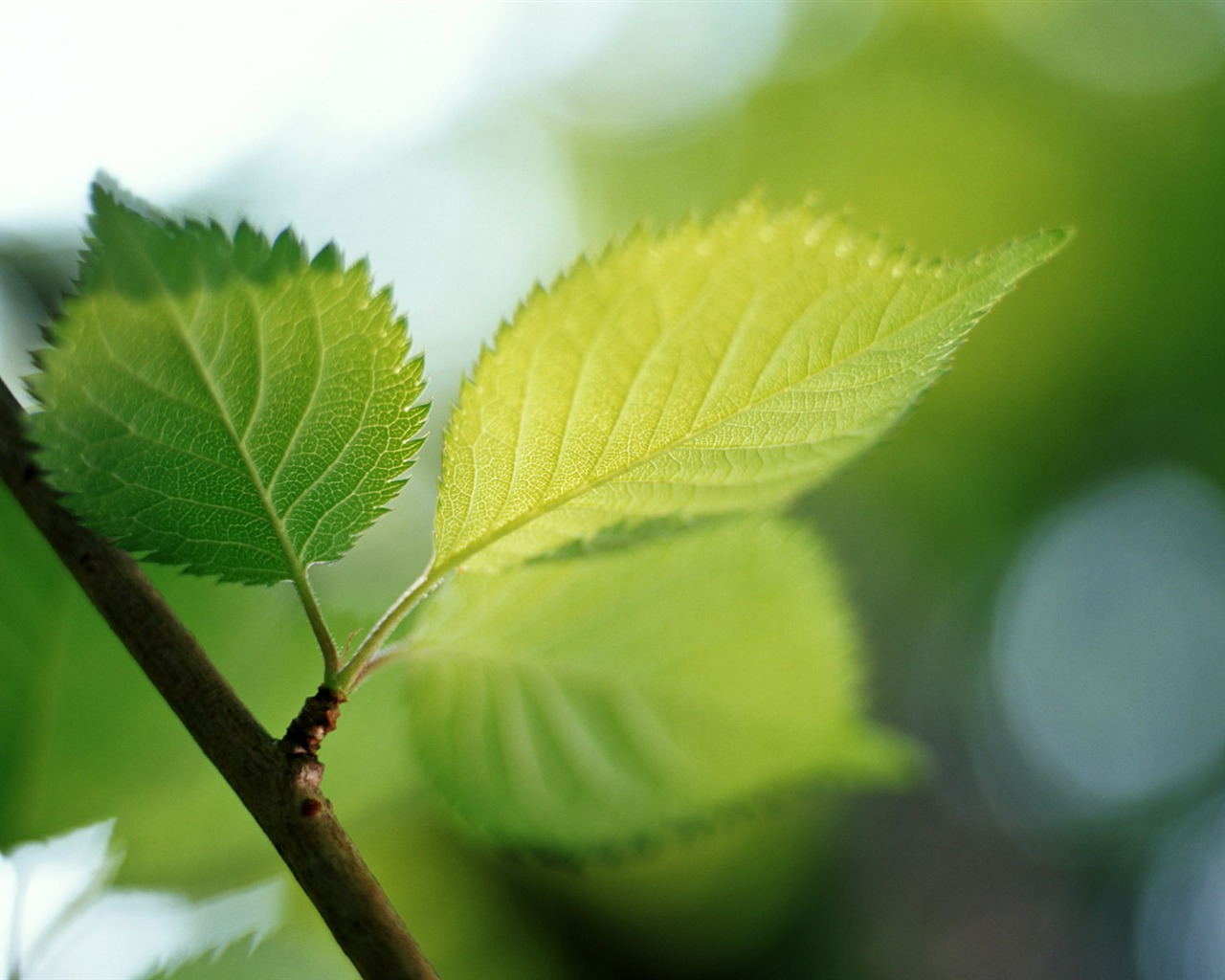 Cool green leaf wallpaper #36 - 1280x1024