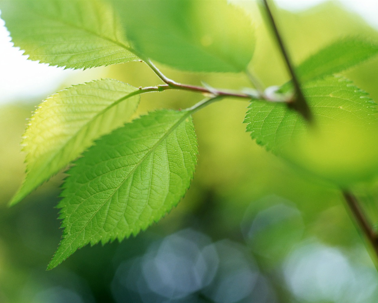 Cool green leaf wallpaper #37 - 1280x1024