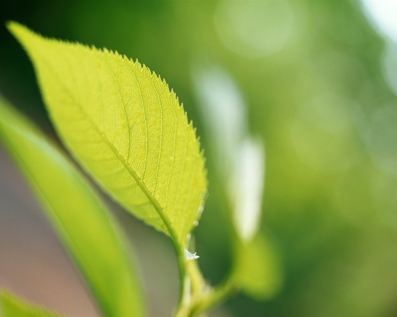 Cool green leaf wallpaper #38 - 1280x1024