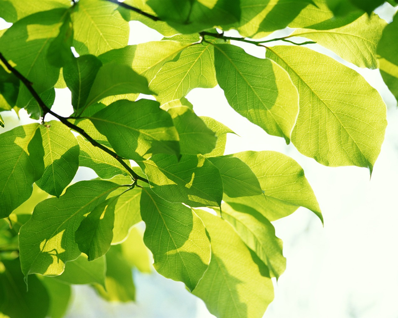 Cool green leaf wallpaper #39 - 1280x1024