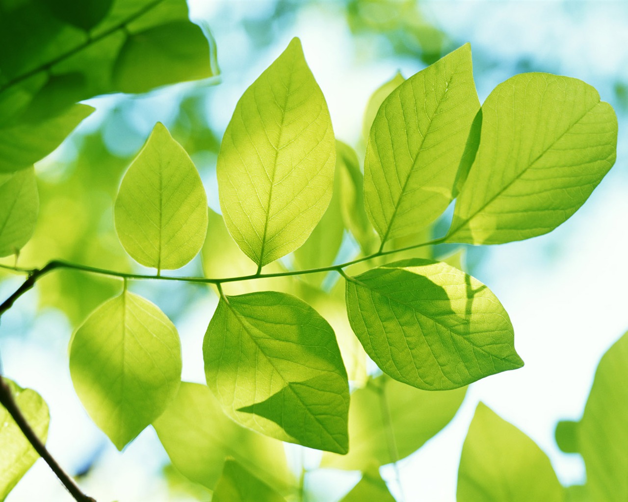 Cool green leaf wallpaper #40 - 1280x1024