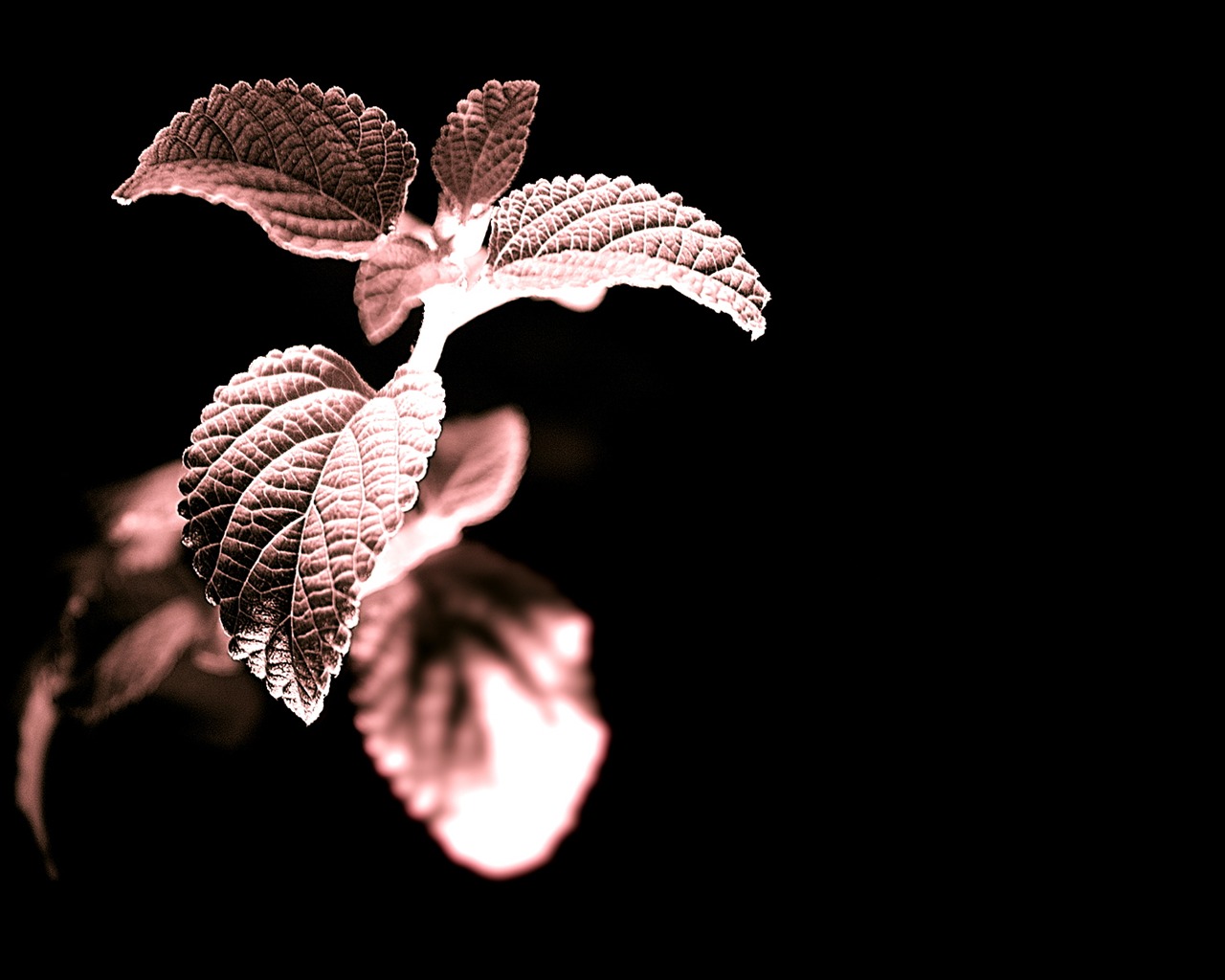 꽃 식물 배경 화면 #14 - 1280x1024