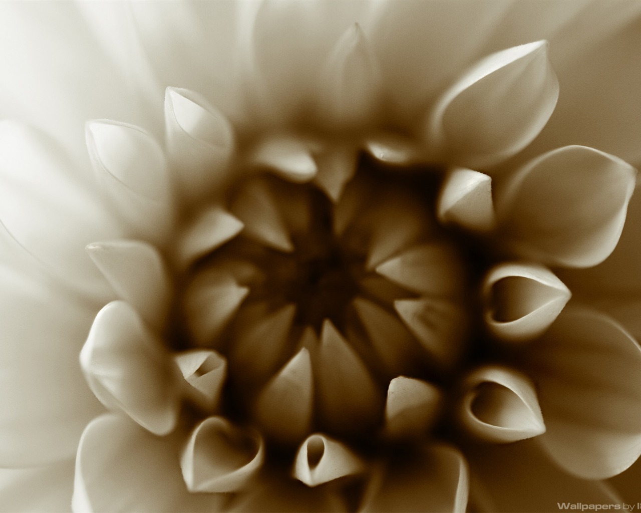 꽃 식물 배경 화면 #15 - 1280x1024
