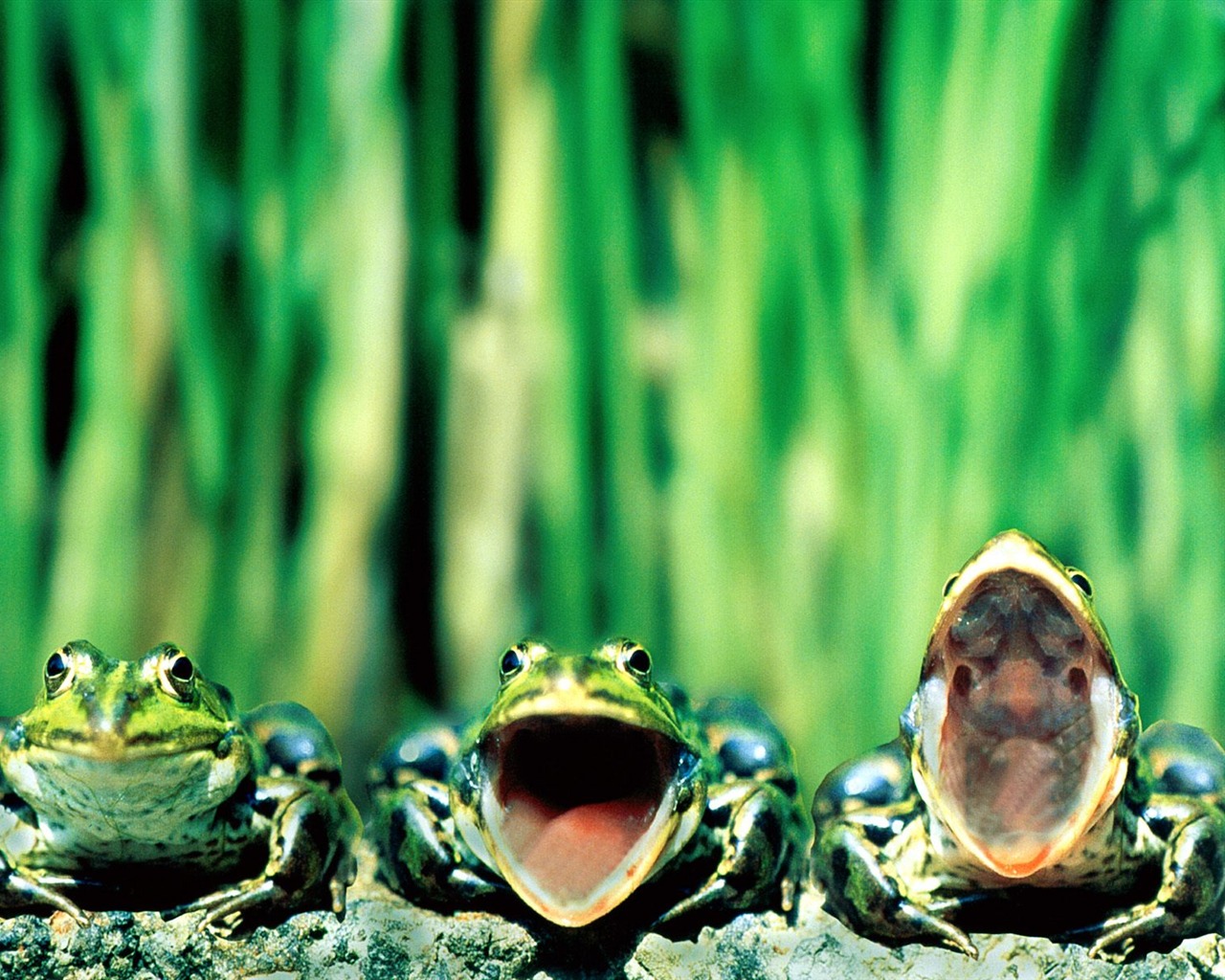 Frog Tapety Album #1 - 1280x1024