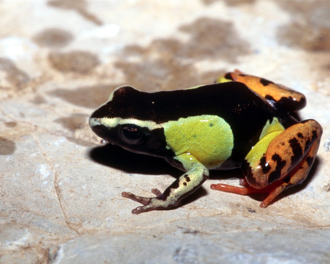 Frog Tapety Album #2 - 1280x1024