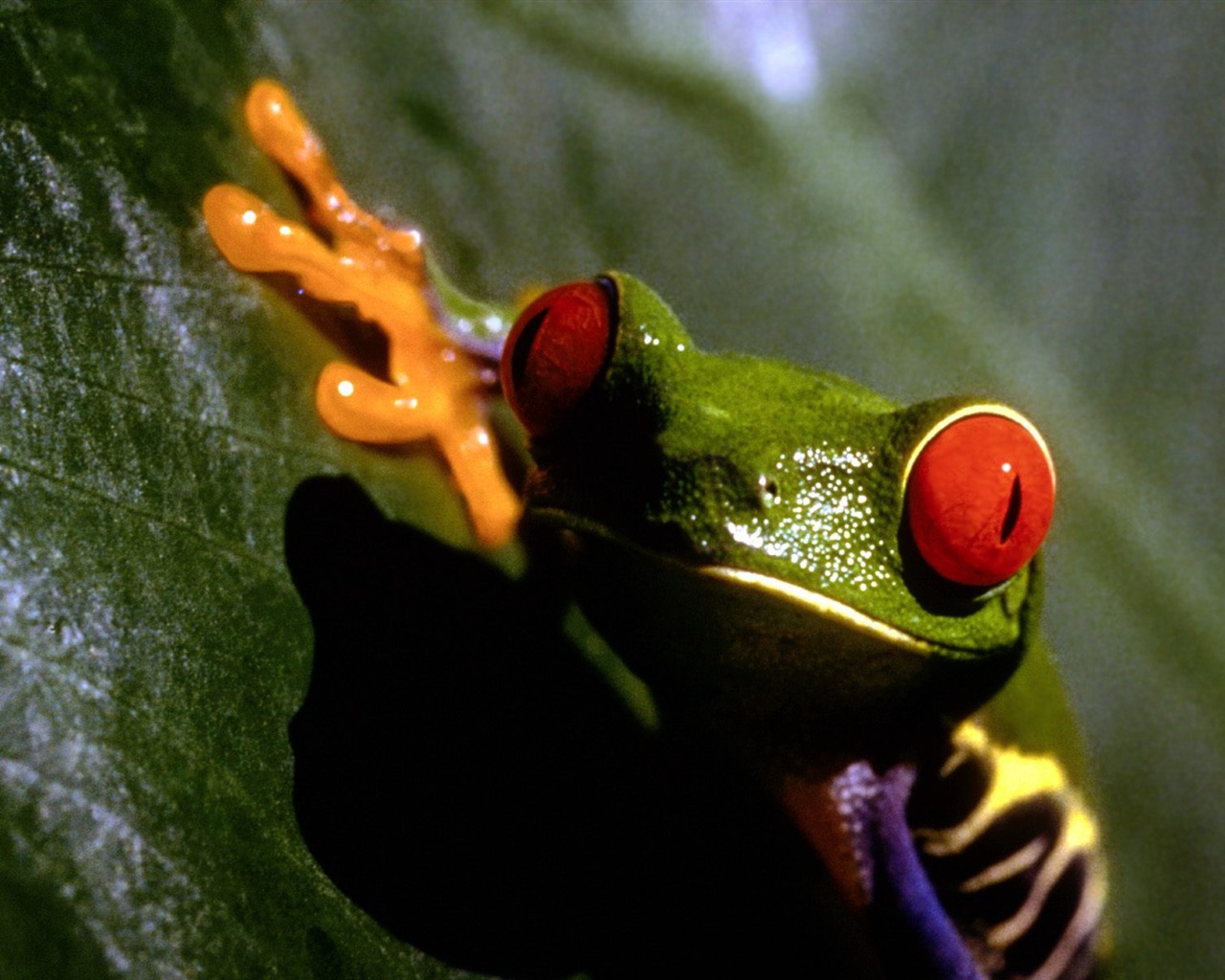 Frog Tapety Album #3 - 1280x1024