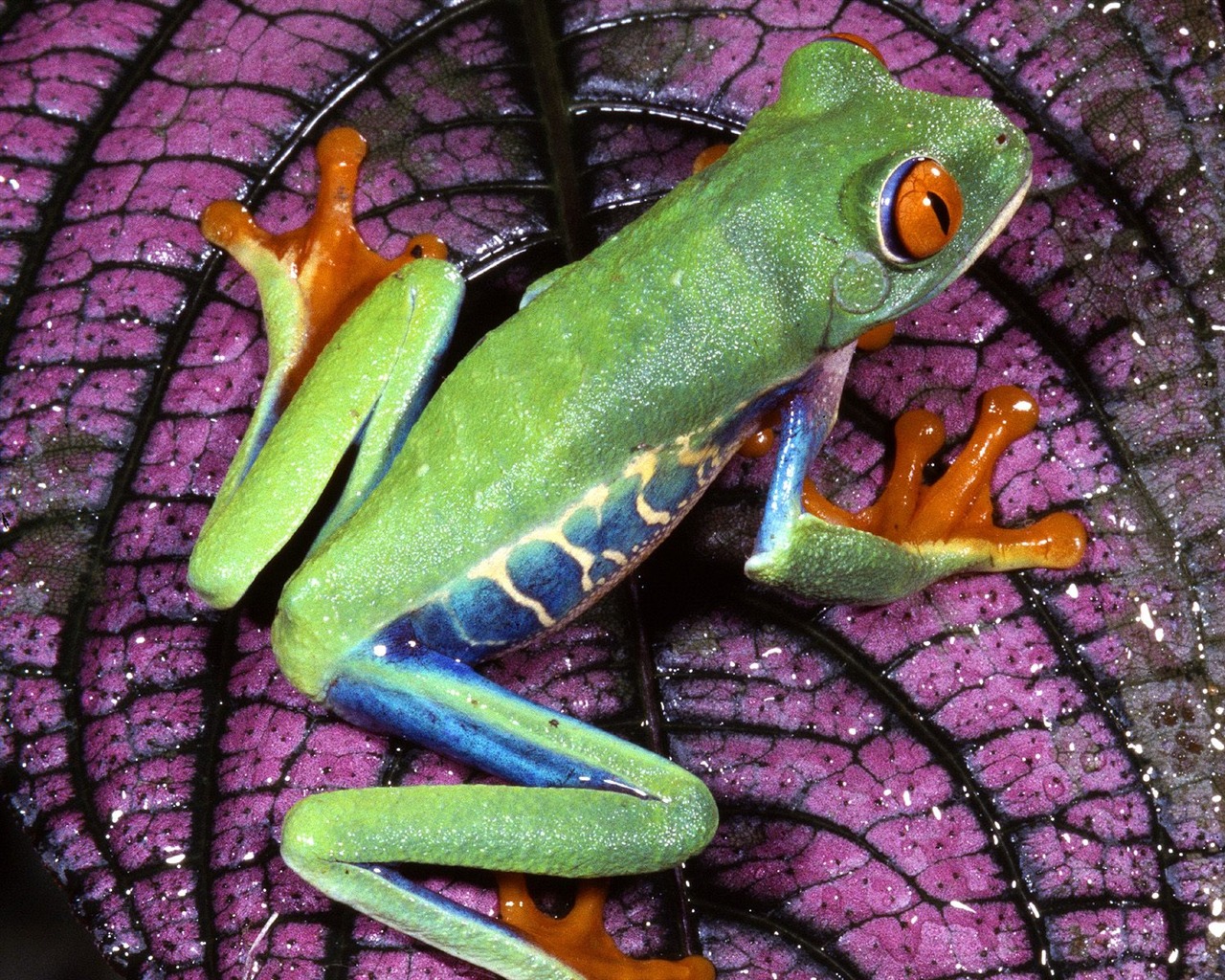 Frog Tapety Album #5 - 1280x1024