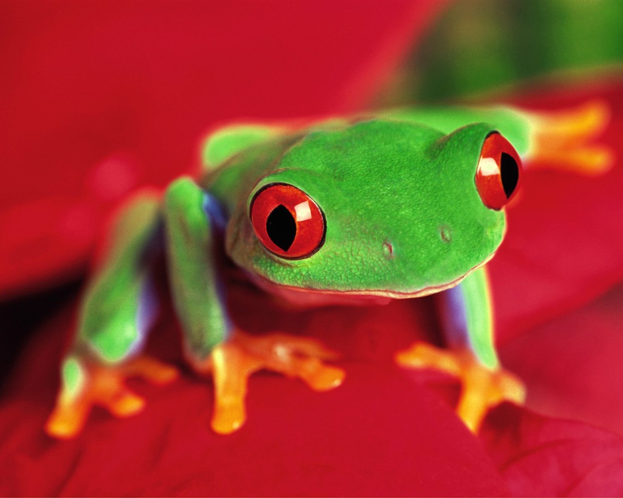 Frog Tapety Album #6 - 1280x1024