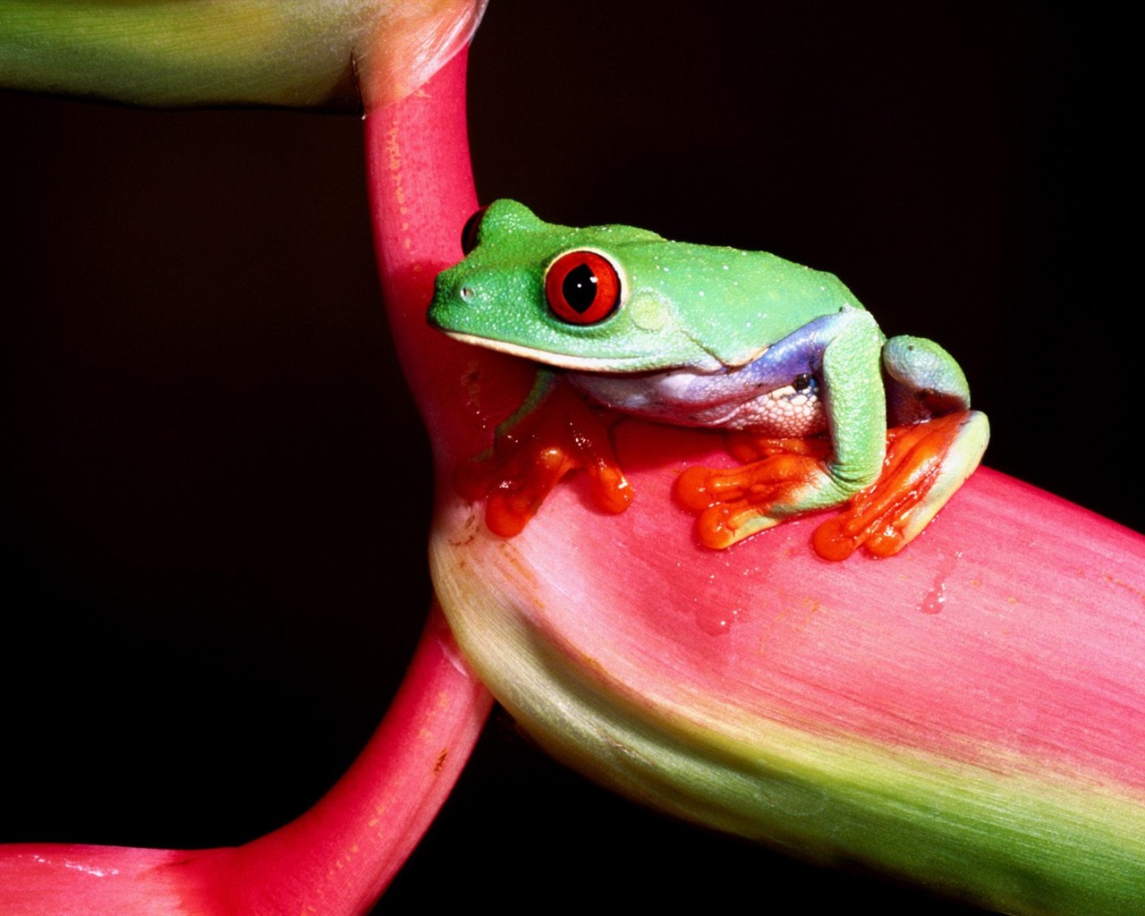 Frog Wallpapers Album #9 - 1280x1024