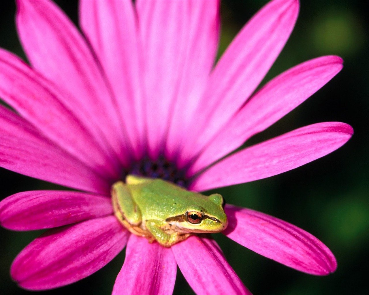 Frog Tapety Album #10 - 1280x1024