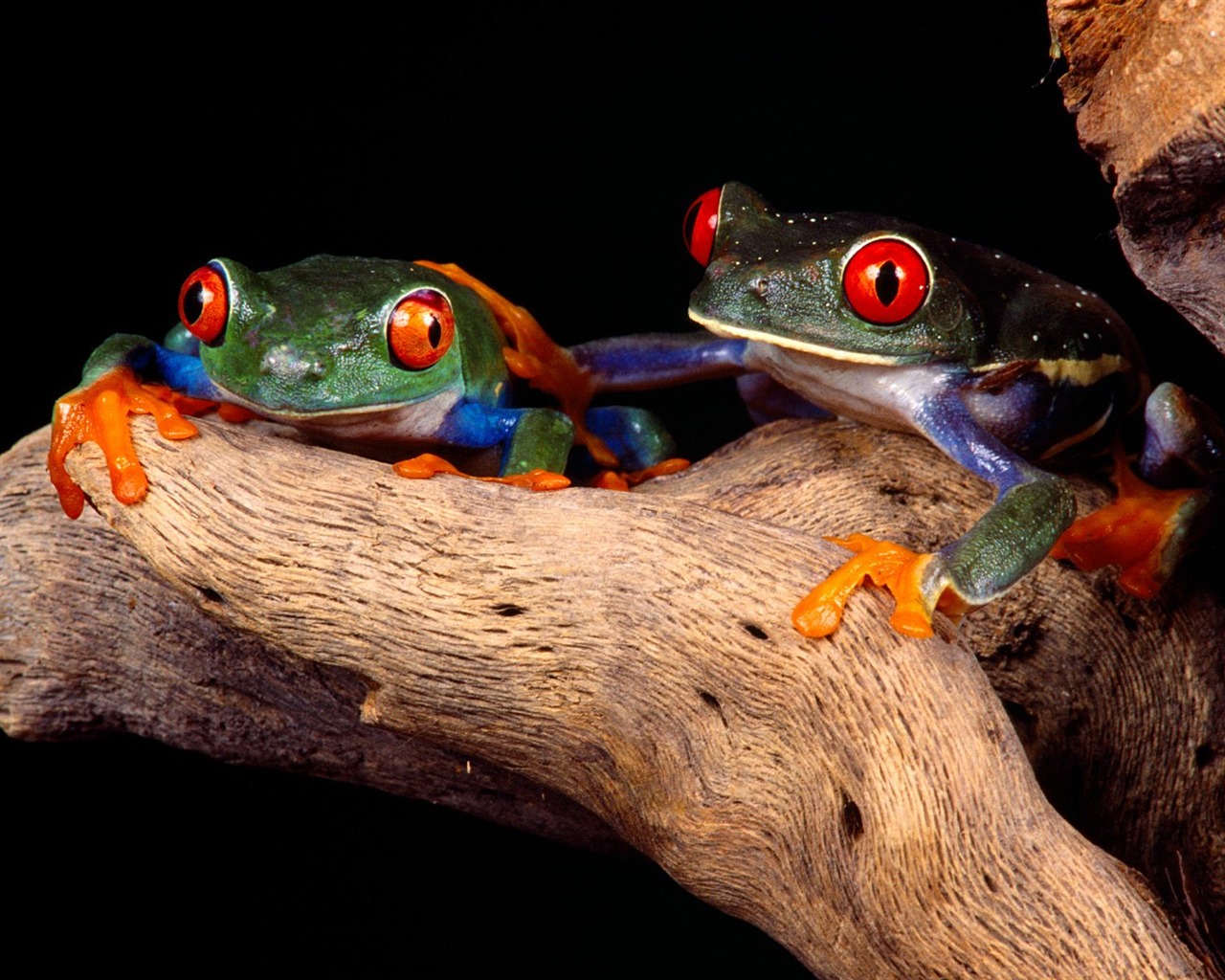 Frog Tapety Album #11 - 1280x1024