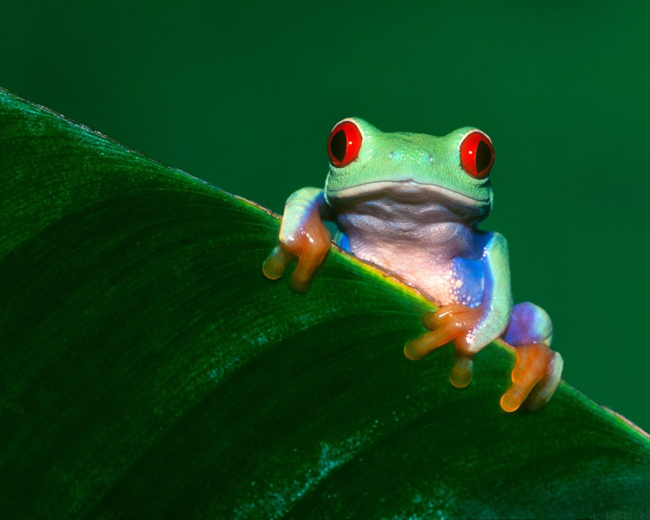 Frog Tapety Album #12 - 1280x1024