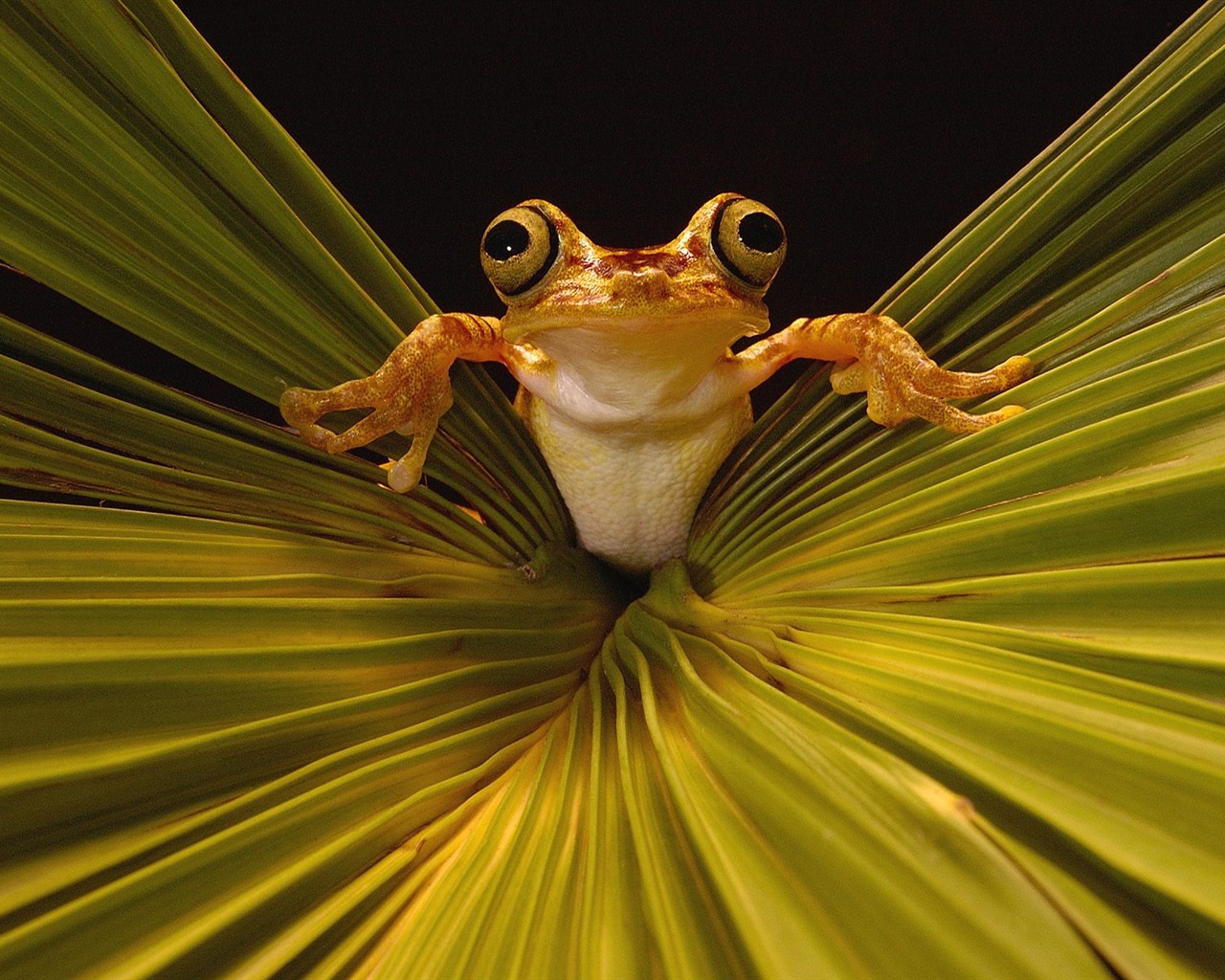 Frog Tapety Album #13 - 1280x1024