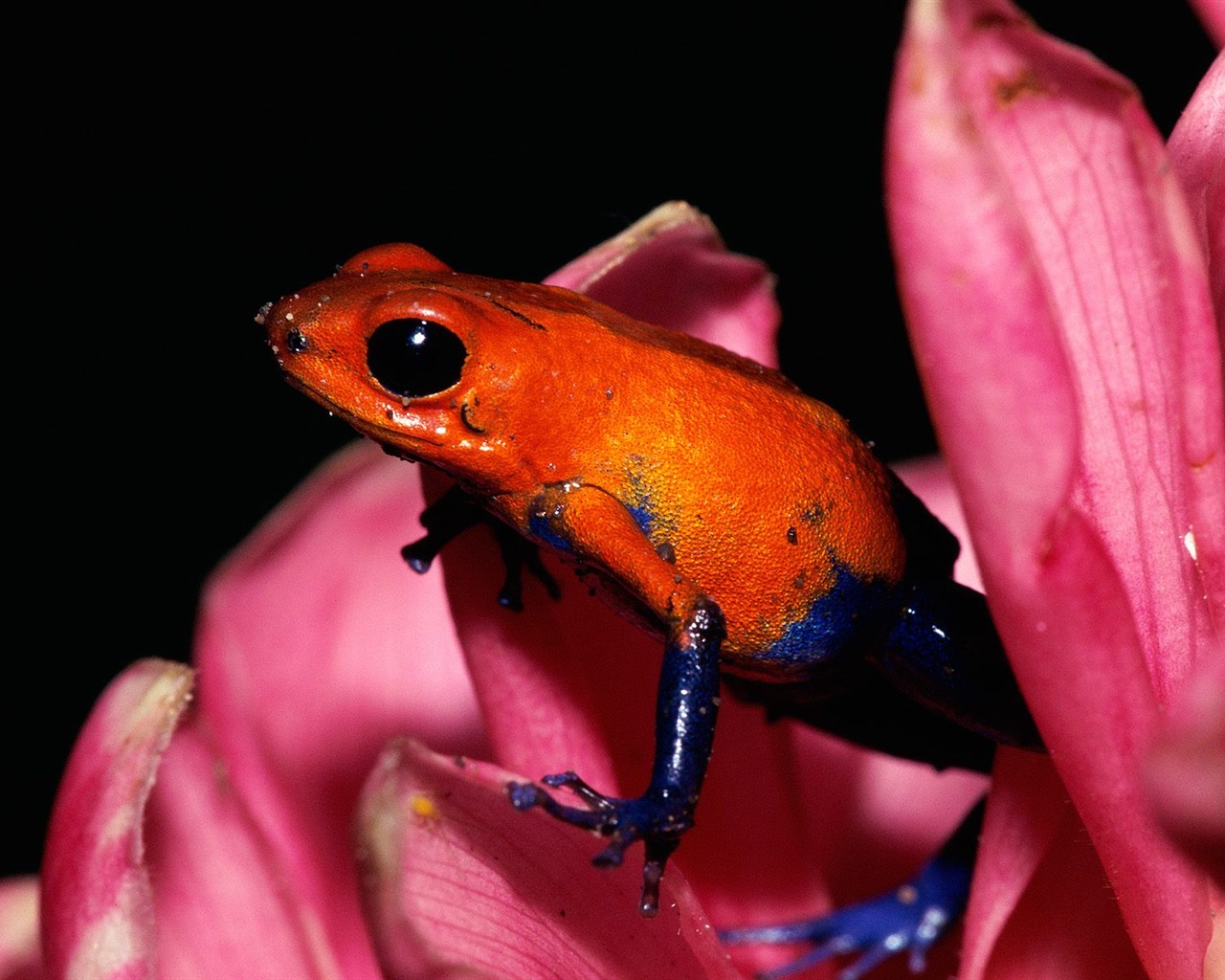 Frog Tapety Album #14 - 1280x1024