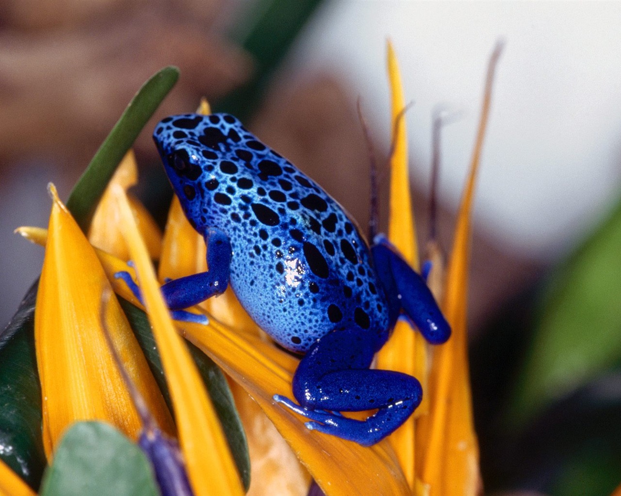 Frog Tapety Album #15 - 1280x1024