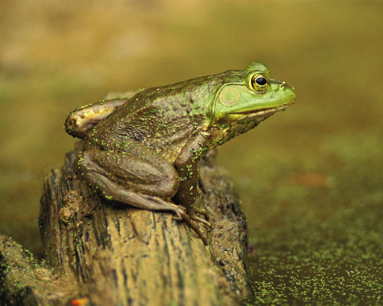 Frog Tapety Album #17 - 1280x1024