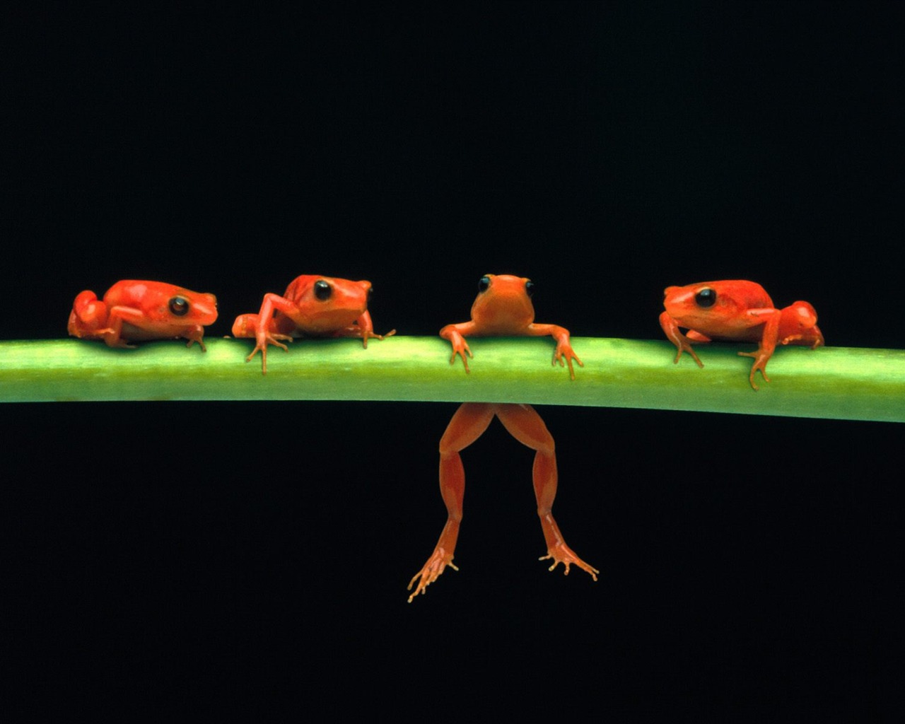 Frog Tapety Album #18 - 1280x1024