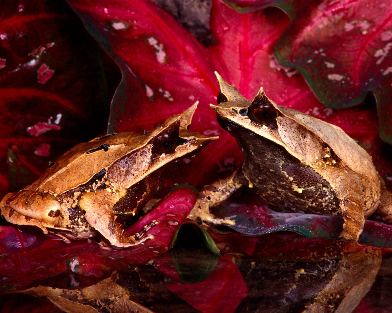 Frog Tapety Album #20 - 1280x1024