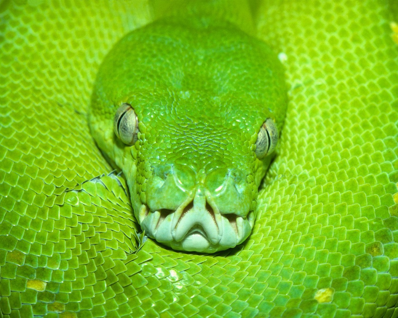 Snake Tapety Album #2 - 1280x1024