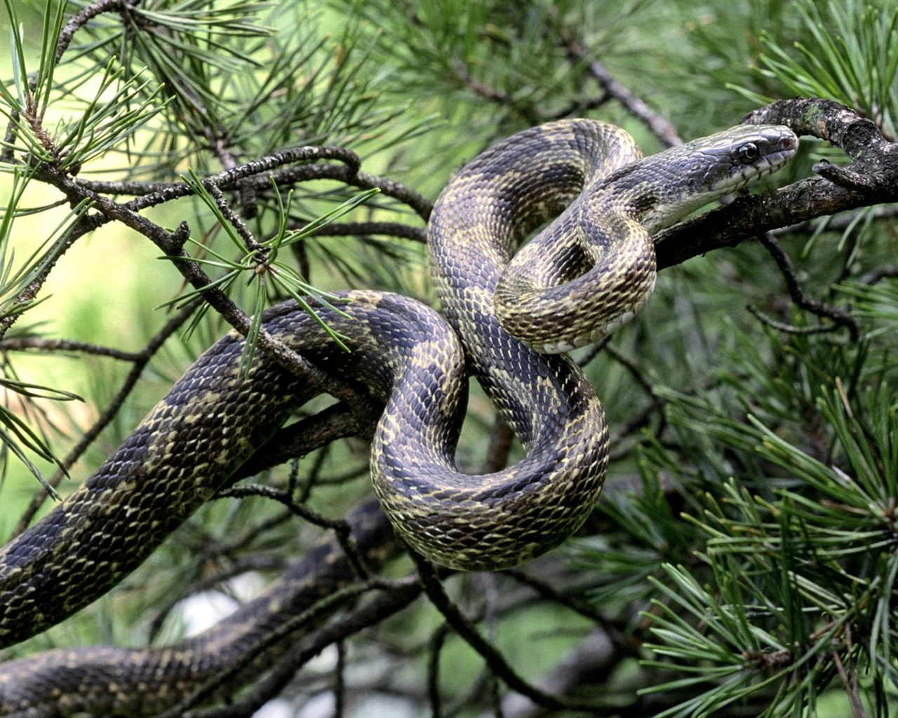 Snake Tapety Album #3 - 1280x1024