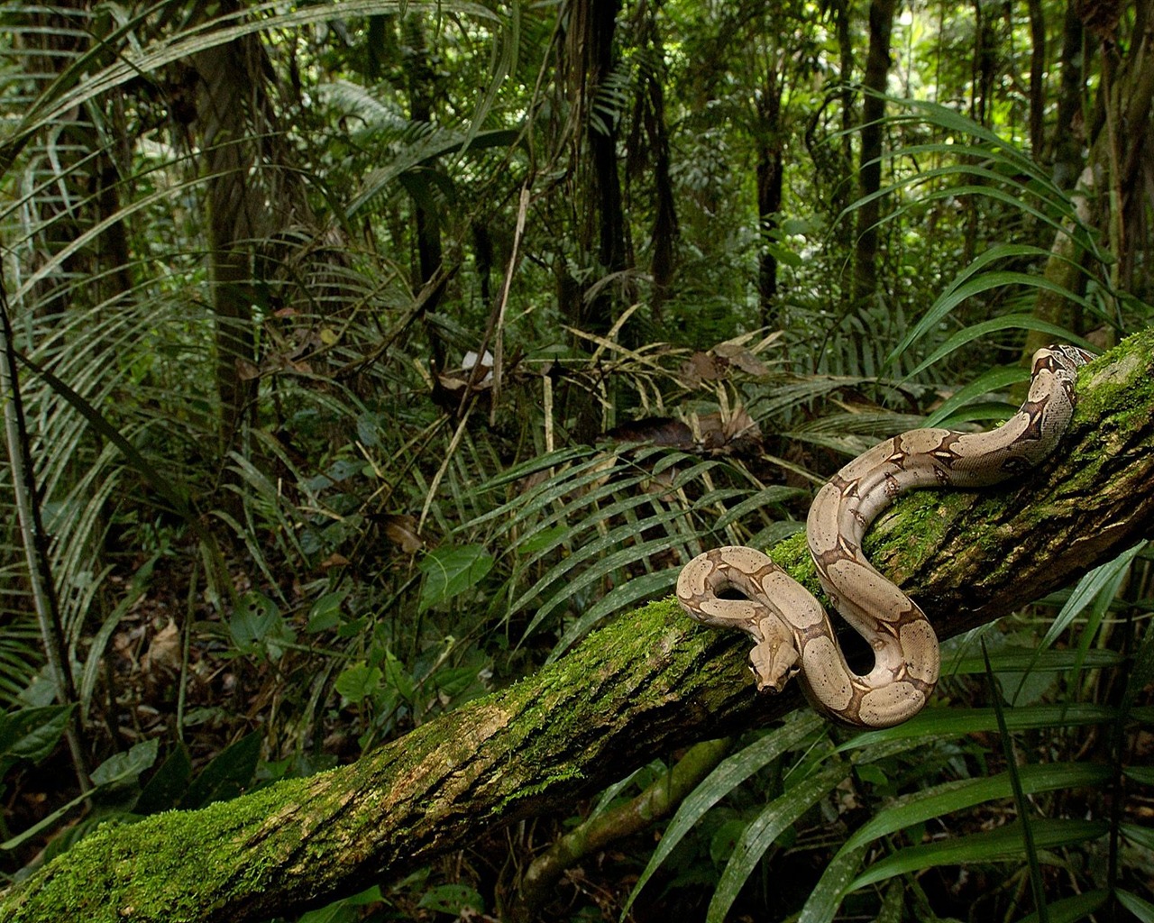 Snake Tapety Album #4 - 1280x1024