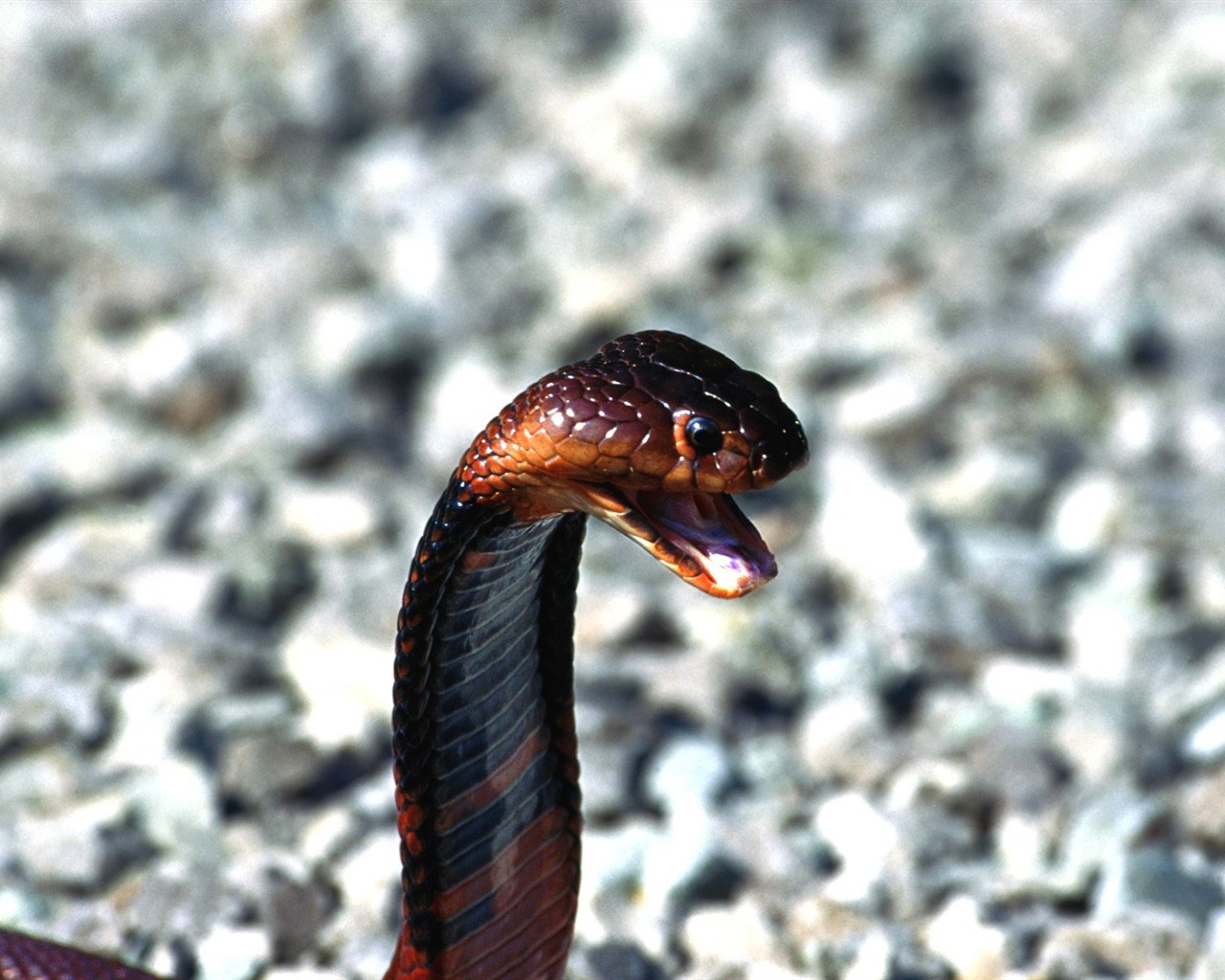 Snake Tapety Album #5 - 1280x1024