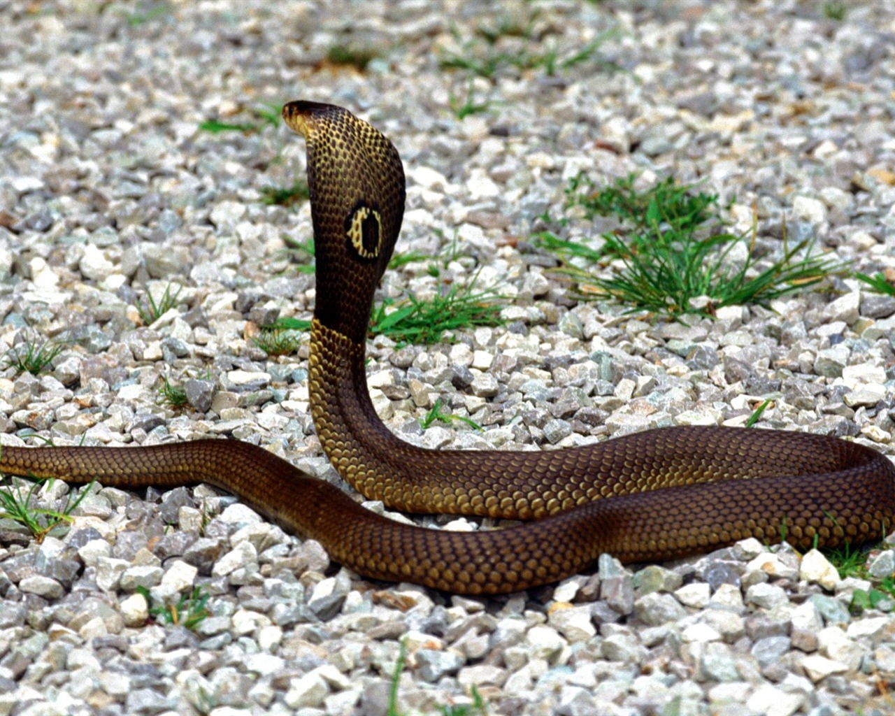 Snake Tapety Album #6 - 1280x1024