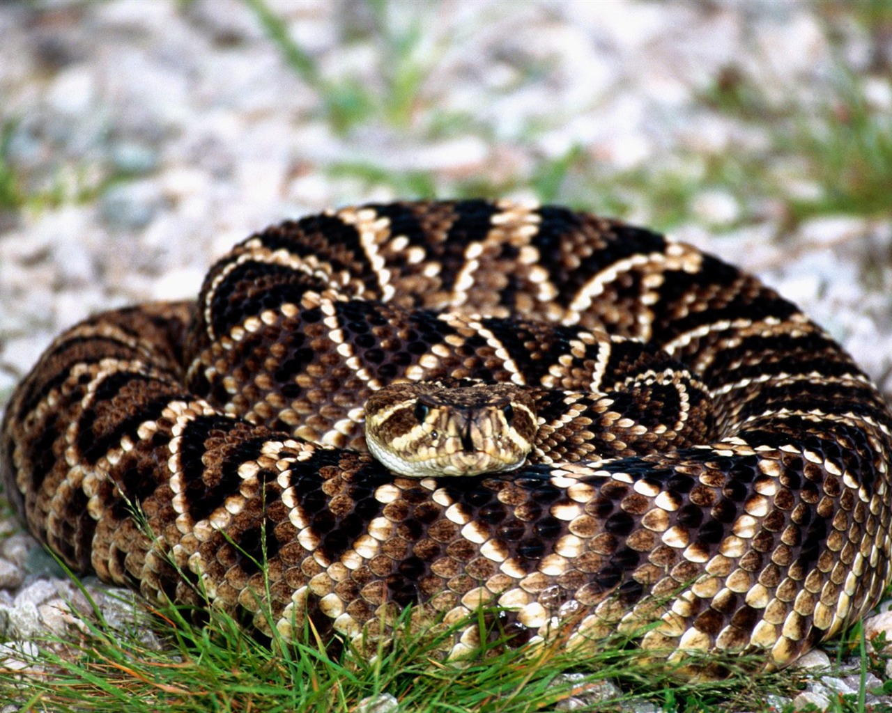 Snake Tapety Album #8 - 1280x1024
