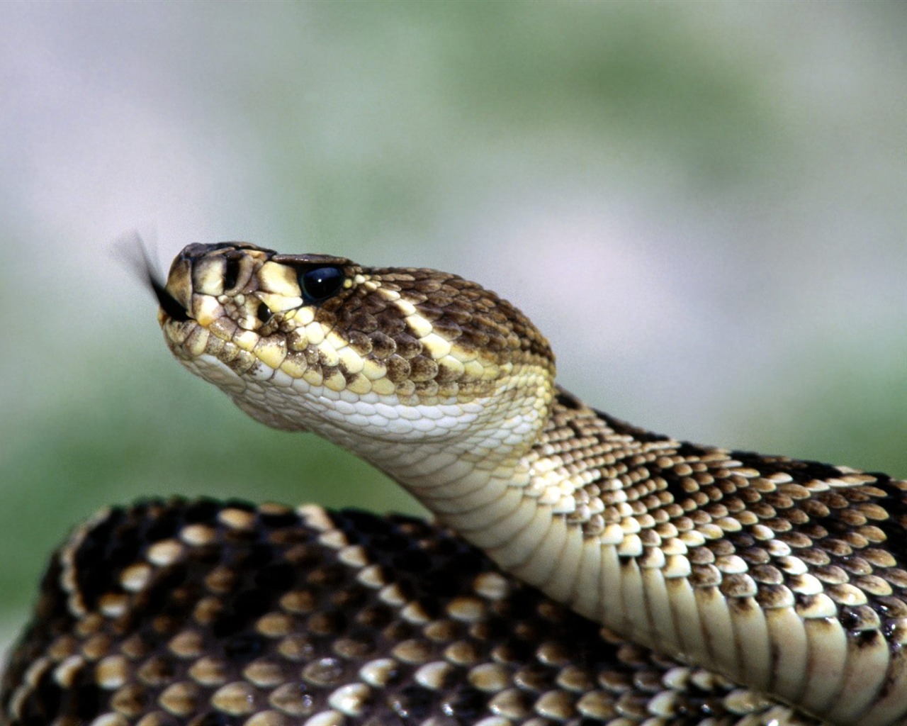 Snake Tapety Album #9 - 1280x1024