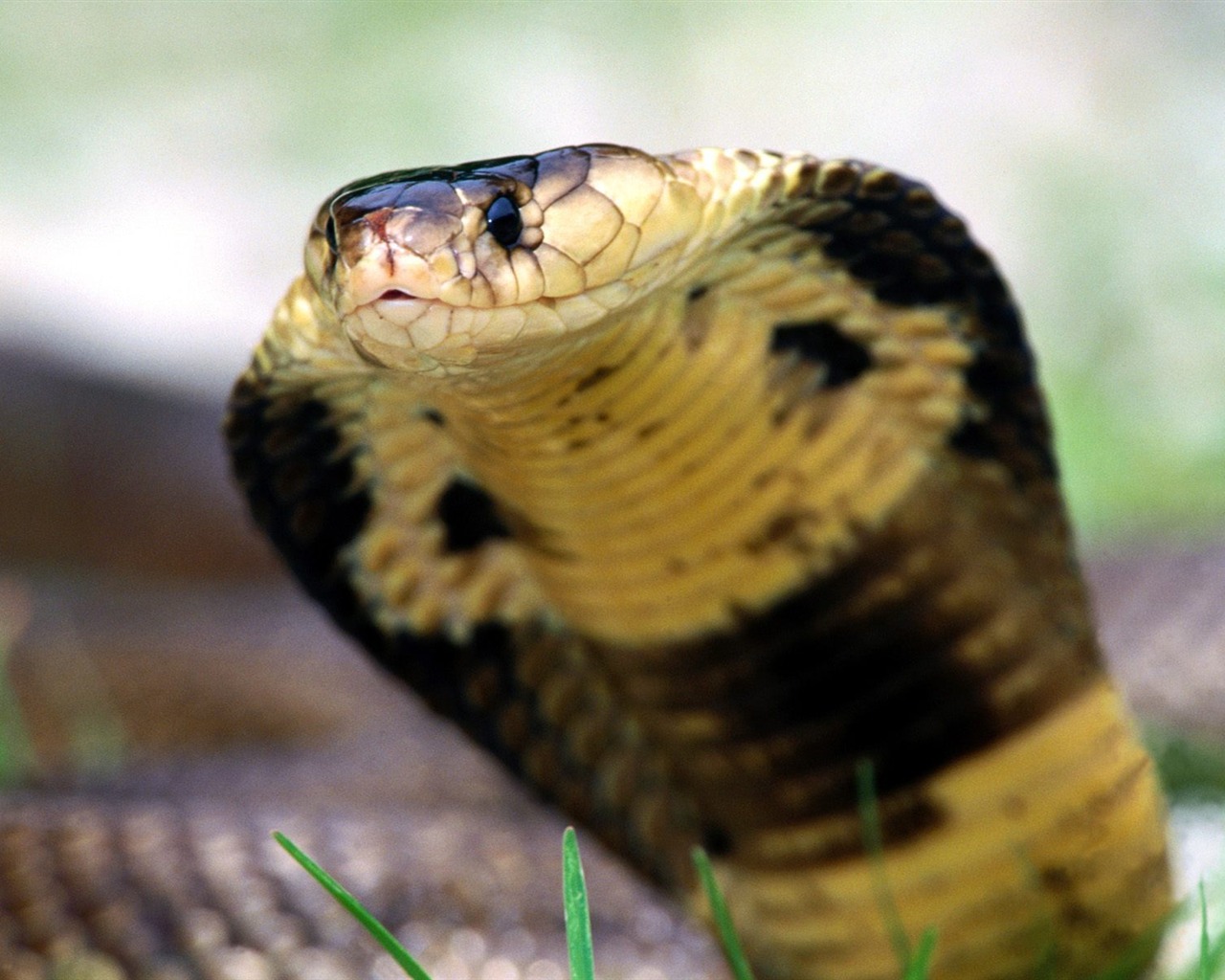 Snake Tapety Album #11 - 1280x1024